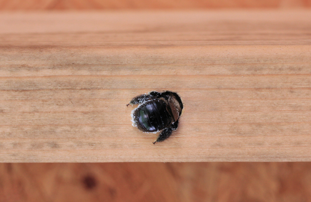 How To Identify And Kill Carpenter Bees Men S Journal Home Living