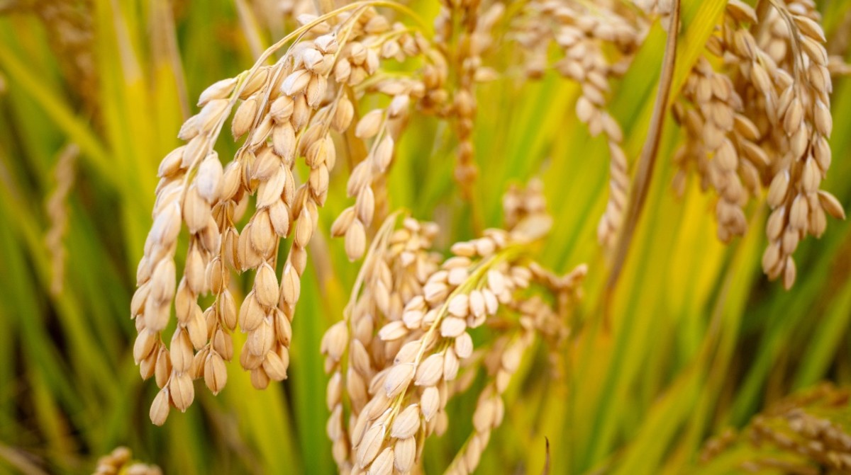 Rice Is Facing A Global Shortage Causing Prices To Soar Men S Journal