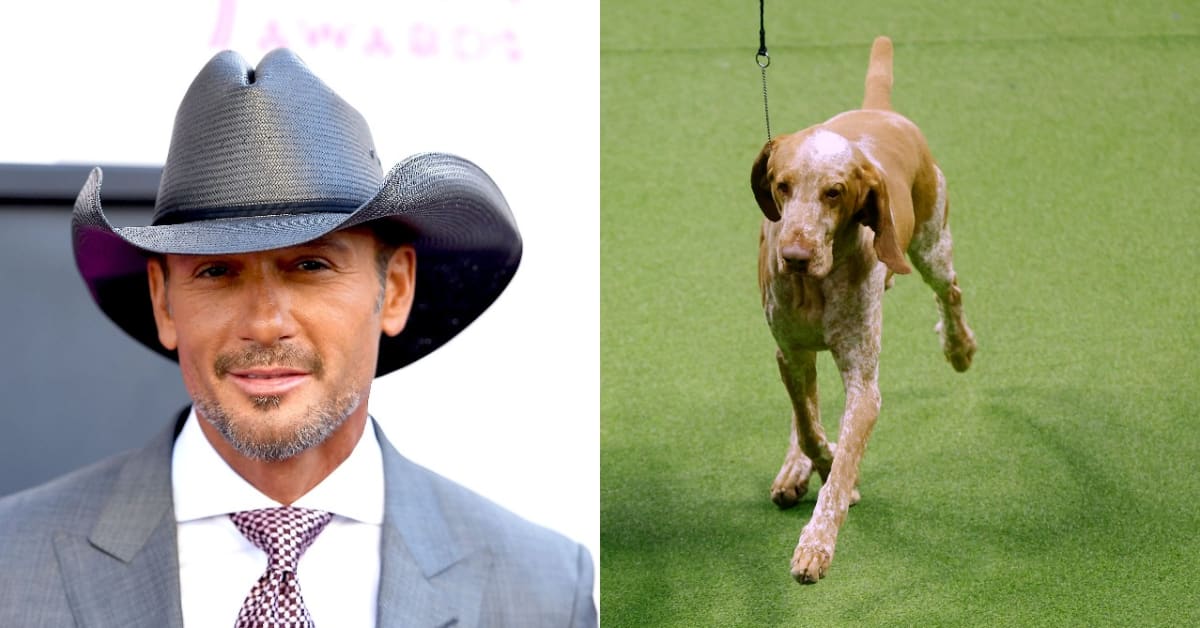 Tim McGraw's Bracco Italiano Wins Westminster Best of Breed Men's Journal