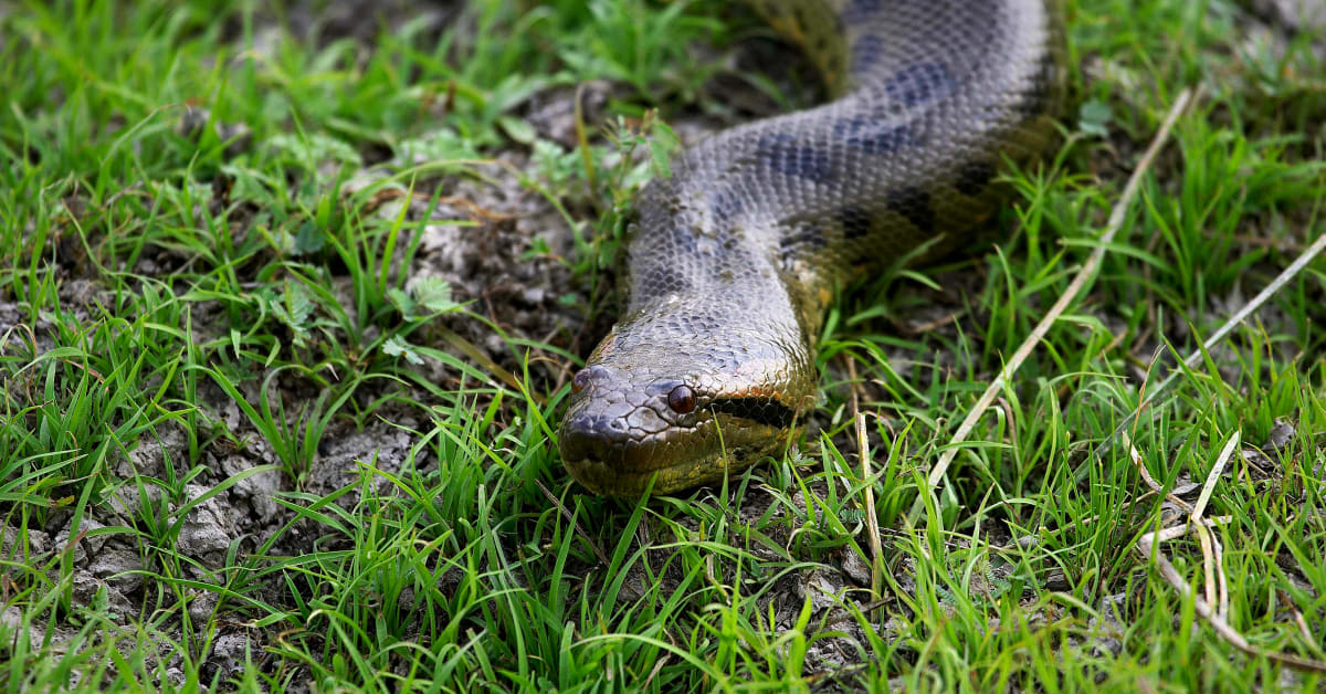 Video Shows Snake Interrupting Cricket Match in Sri Lanka - Men's Journal