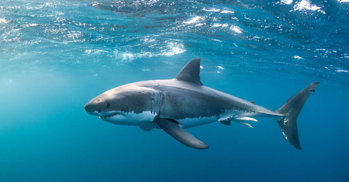 Video: 60-Year-Old Grandmother Orca Kills Great White Shark - Men's Journal