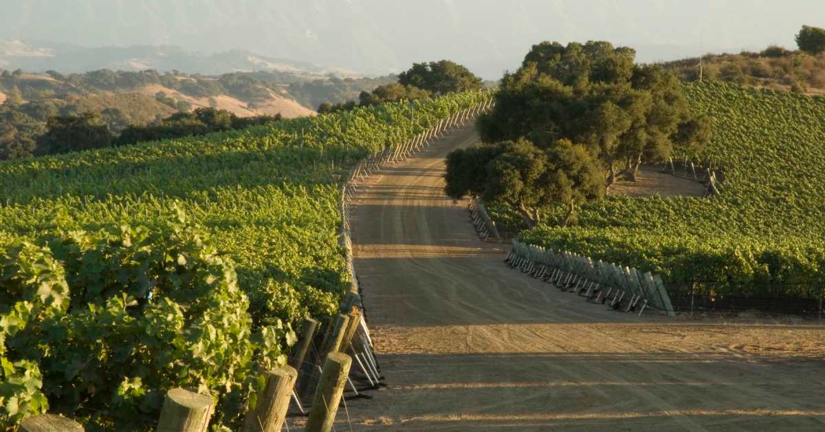 JONATA Celebrates 20 Years Of Santa Barbara Wine Brilliance - Men's ...