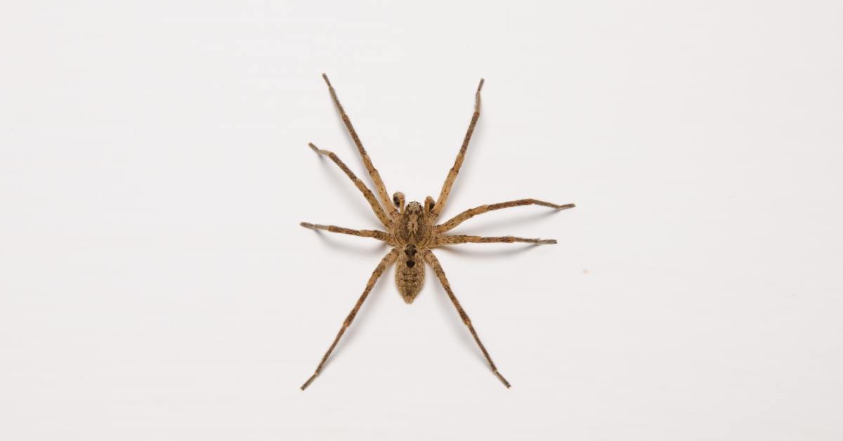 Victim Recounts Experience of Being Bitten by Brown Recluse Spider ...