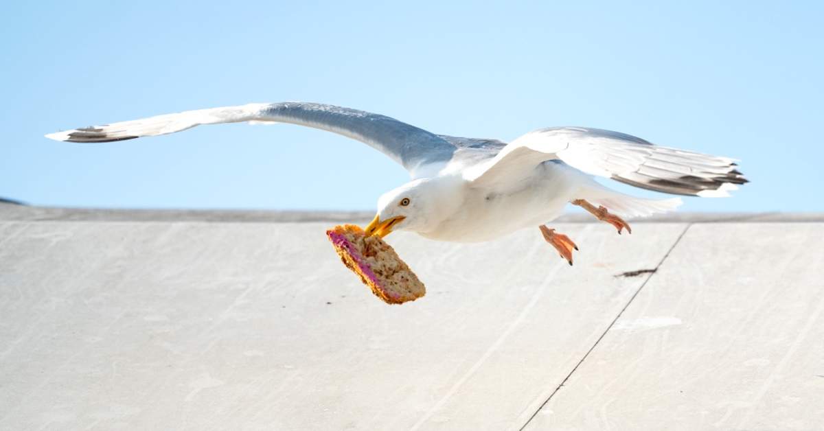 Food truck defends itself against seagulls with an insurance policy