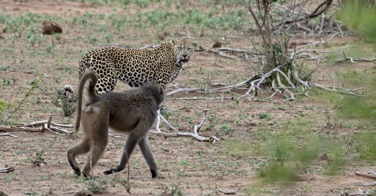 Watch Leopard Lose Brawl To 50 Baboons After Failed Attack Mens Journal 