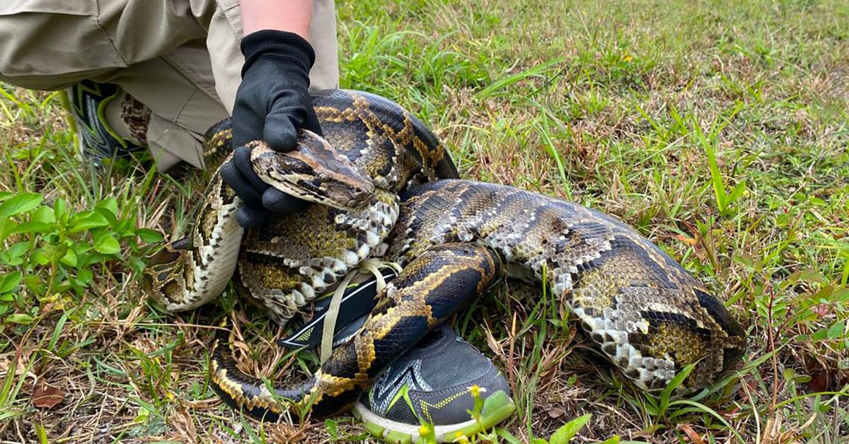 Florida Conservationist And Son Capture Record-Setting, 198-Pound ...