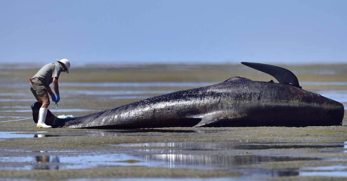 New Zealand Residents Team Up to Rescue More Than 30 Beached
Whales​ 