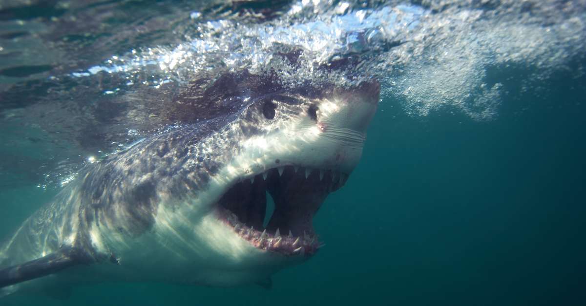 Surfer Missing After Shark Attack on Australian Beach - Men's Journal