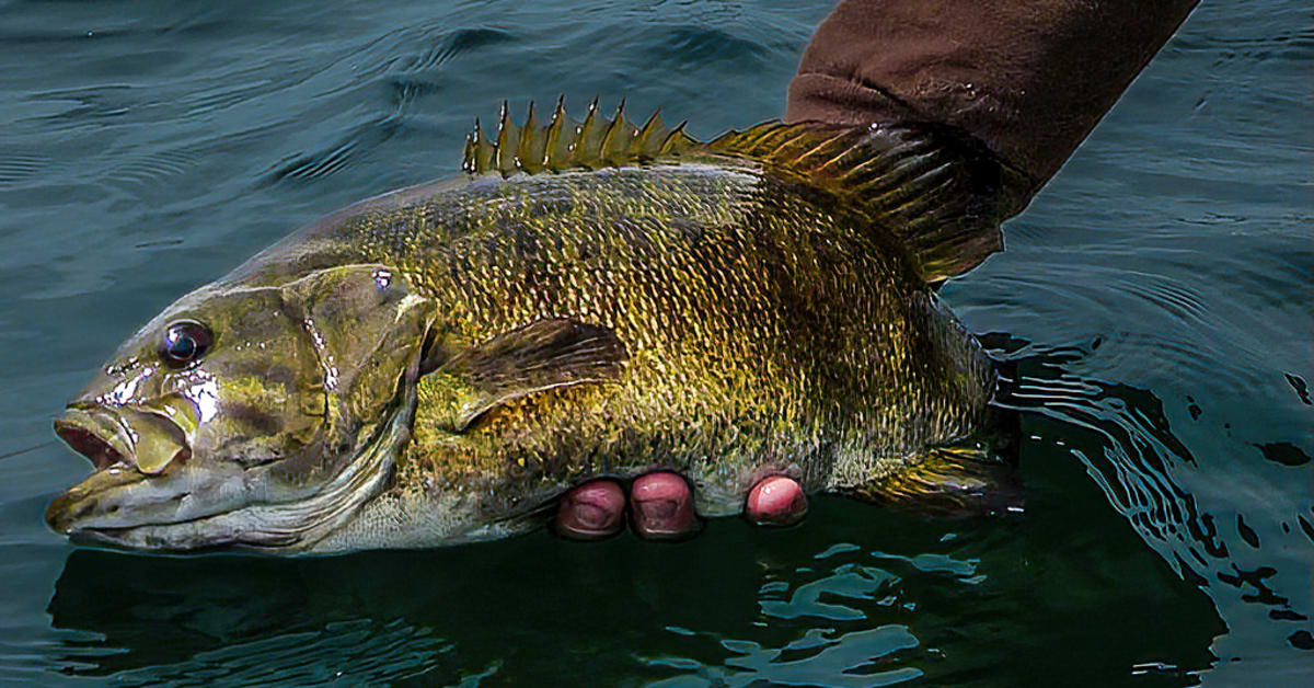 Fly Fishing for Walleye: Fun to Catch, Delicious to eat, and