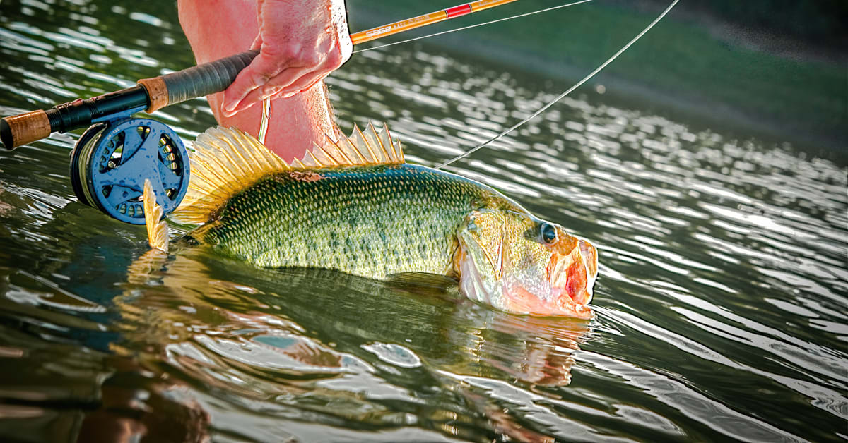 Get on the Fish with the Best Bass Fishing Rods