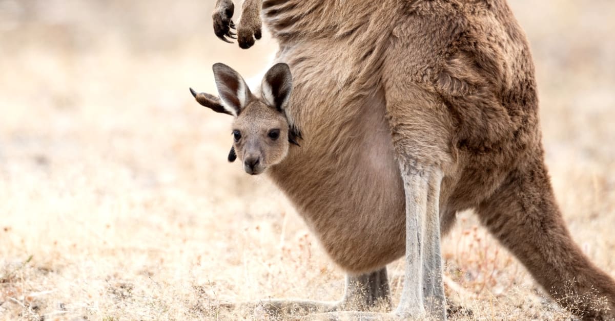 Kangaroo pouch sales for babies