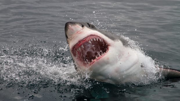 Surfer attacked by Great White shark at Margaret River reveals