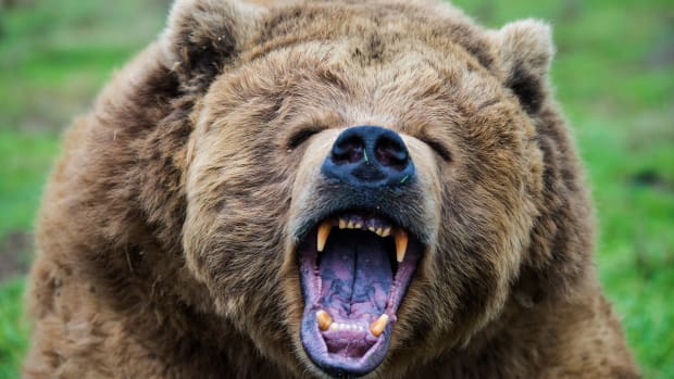 Grizzly Bear Charges At Guided Alaskan Tour in Harrowing Video - Men's  Journal