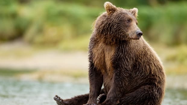 Grizzly Bear Charges At Guided Alaskan Tour in Harrowing Video - Men's  Journal