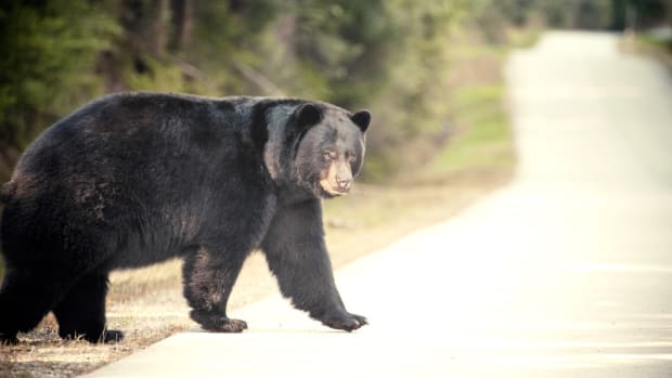 Grizzly Bear Charges At Guided Alaskan Tour in Harrowing Video - Men's  Journal