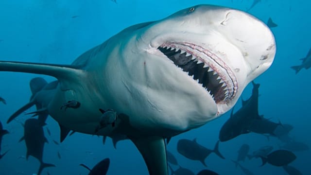 The War on Sharks - The Fight to Save Sharks in Australia - Men's Journal