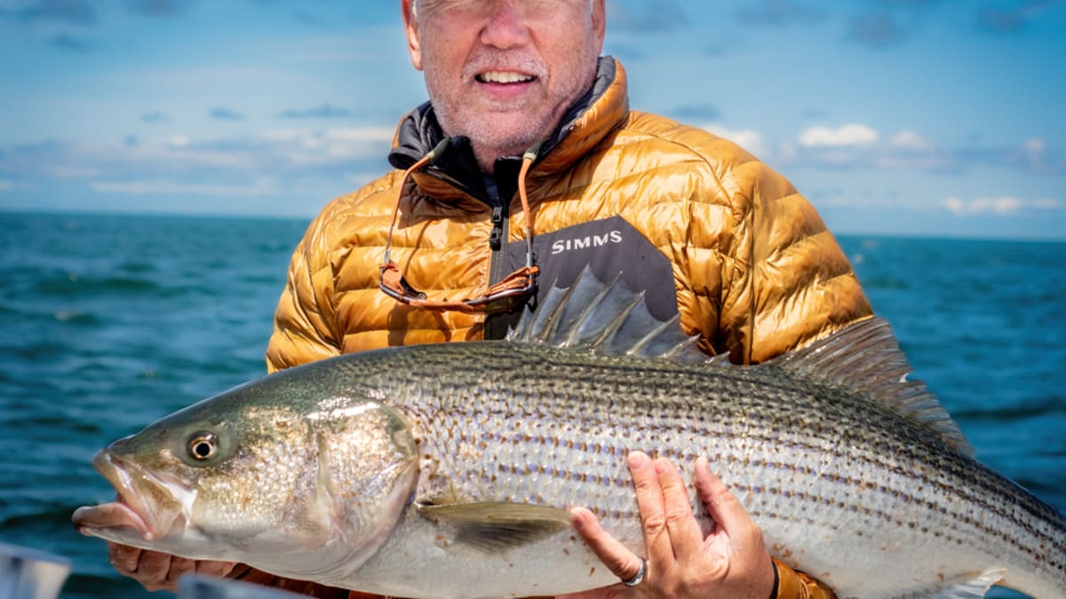 Catching Monster Striped Bass Fly Fishing - Men's Journal