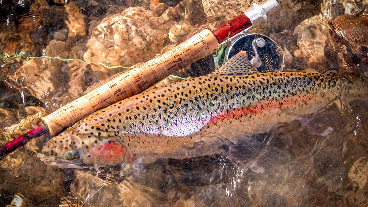 Trout Fishing Gear List: The Bare Essentials & More