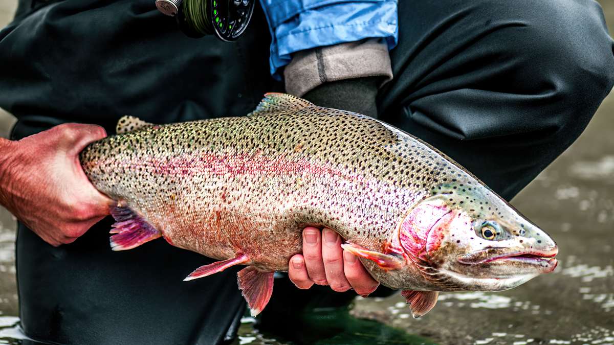 How to Fly Fish for Trout: An Easy To Follow Guide To Nymphing