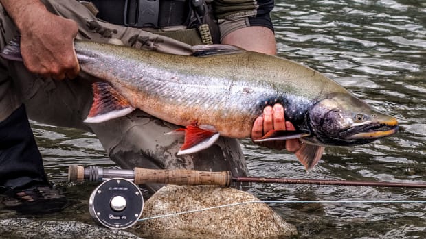 Fly Fishing For Salmon: Everything You Need To Know