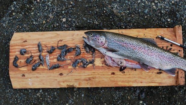 Fly Fishing With Mice - An Exciting and Explosive Way To Catch Trout -  Men's Journal
