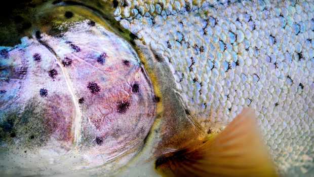 Spring Time Means Fly Fishing- 4 Tips To Help You Catch Fish