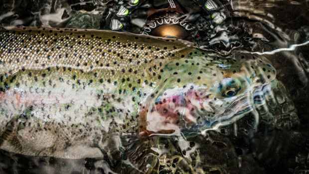 How to Fly Fish for Trout: An Easy To Follow Guide To Nymphing That Will  Catch Fish - Men's Journal