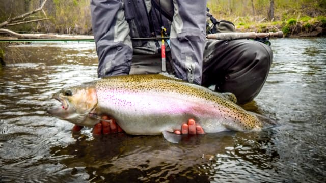 Those Who Wade for Trout Fly Fishing — Fish Face Goods