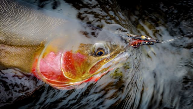 Fly Fishing the Cicada Hatch for Big Fish - Men's Journal