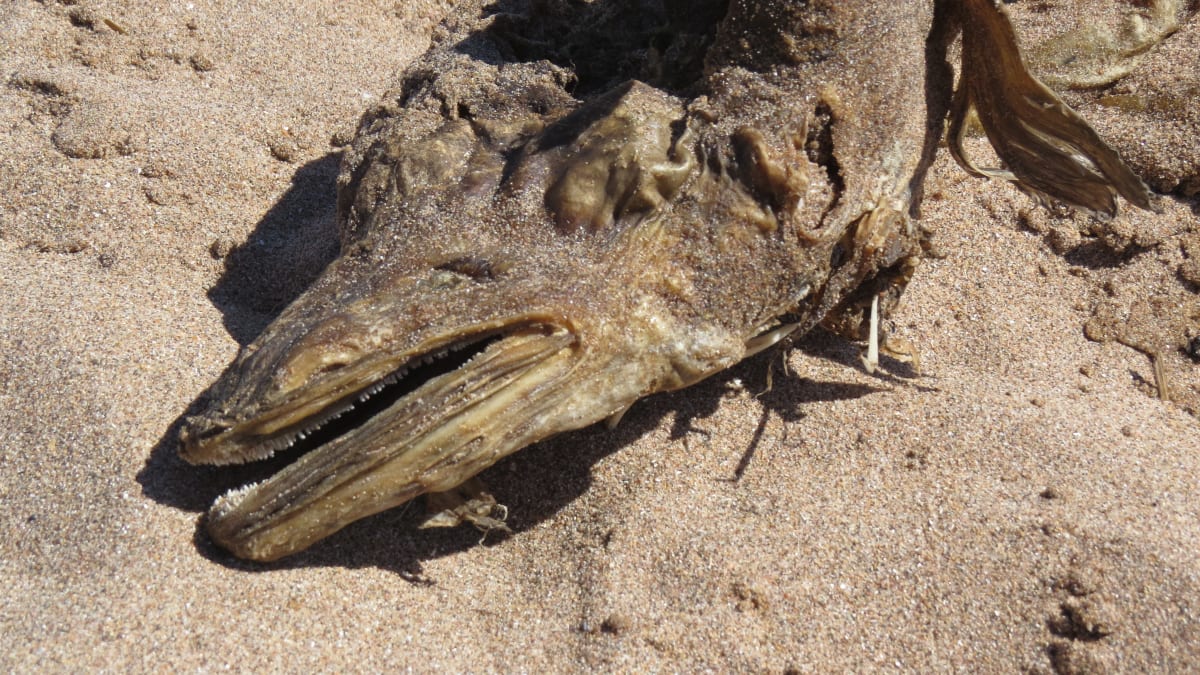 Mysterious sea creature washes ashore in UK; Loch Ness Monster? - Men's Journal