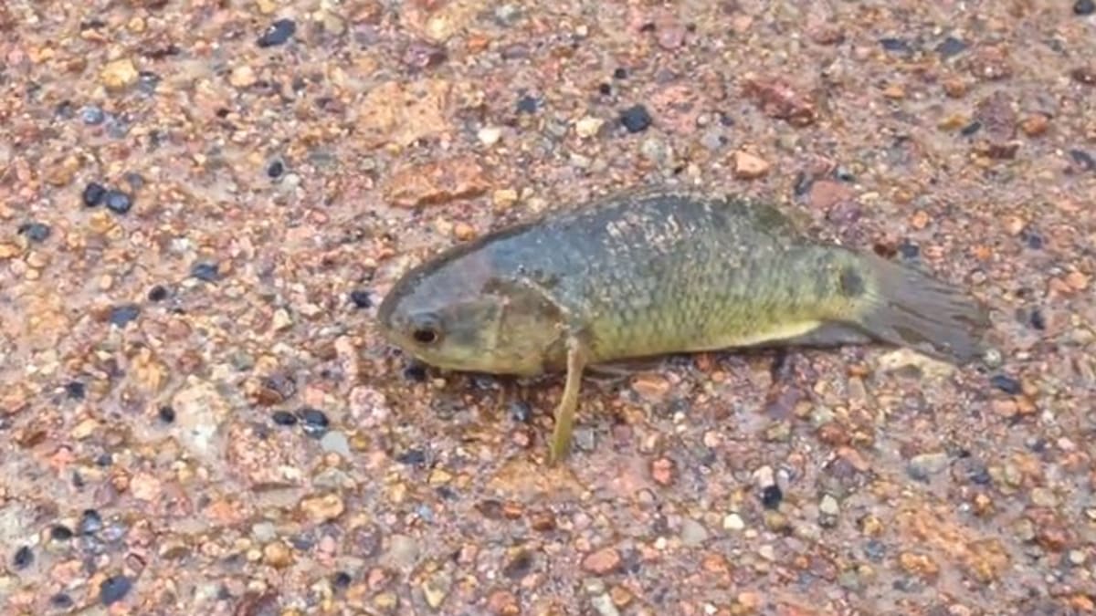 Can You Identify These Australian Fish?