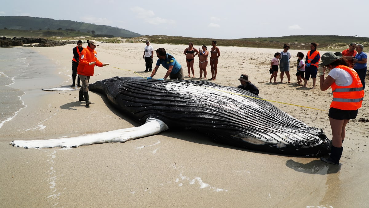 Pod of more than 50 pilot whales dies after mass stranding on Scottish  beach