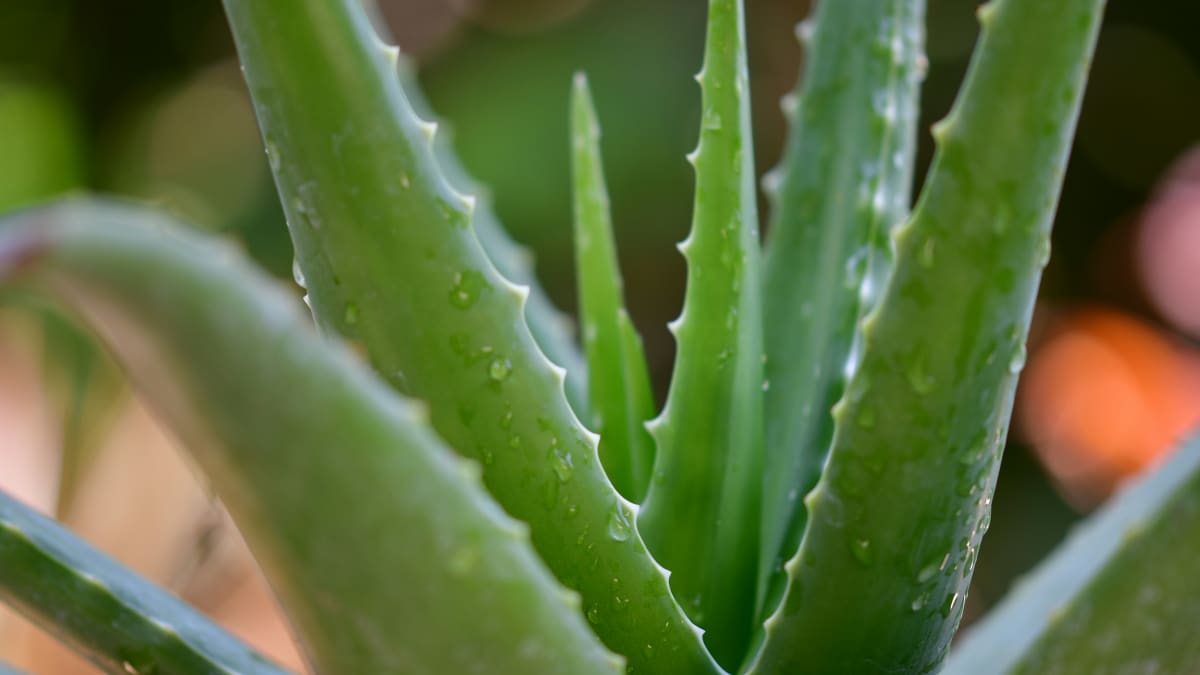 Discover Aloe Vera Now: Your Door to Health Benefits - Men's Journal