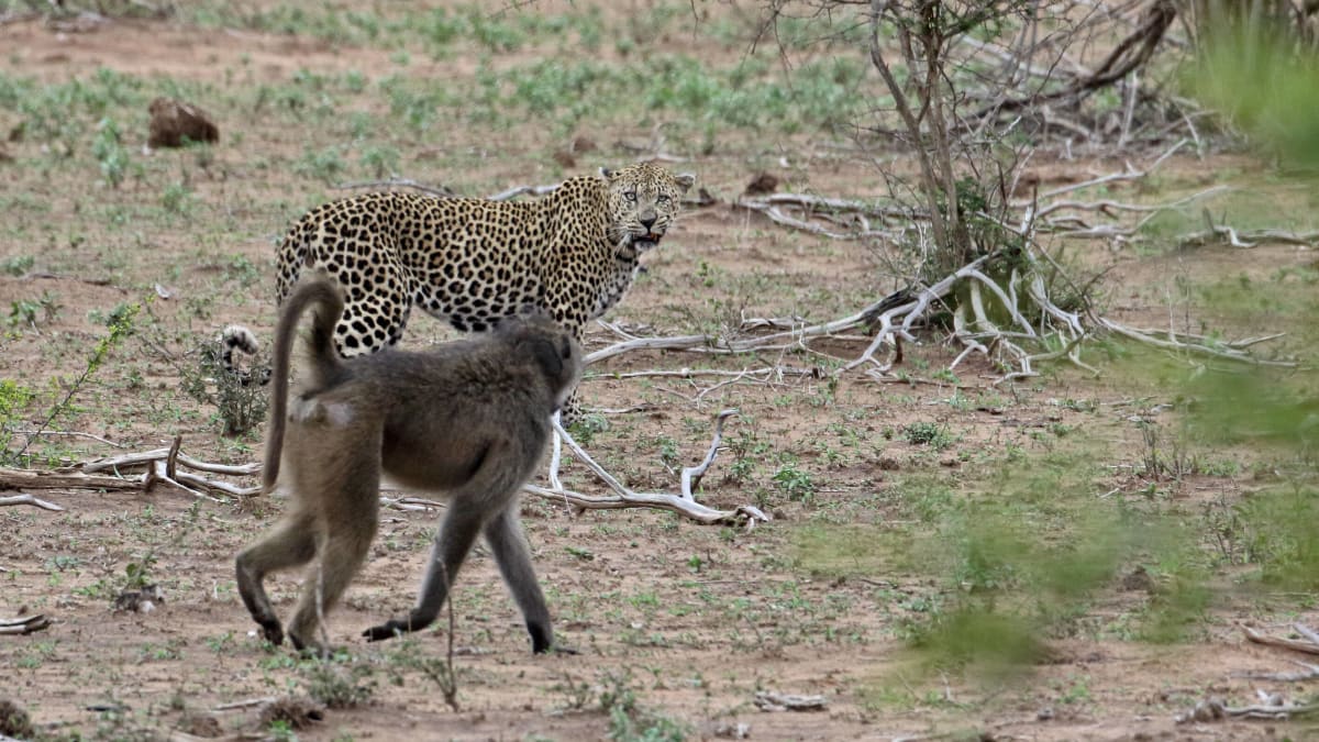 Watch Leopard Lose Brawl to 50 Baboons After Failed Attack - Men's Journal