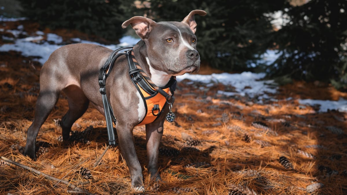 Dog harnesses for deals hiking