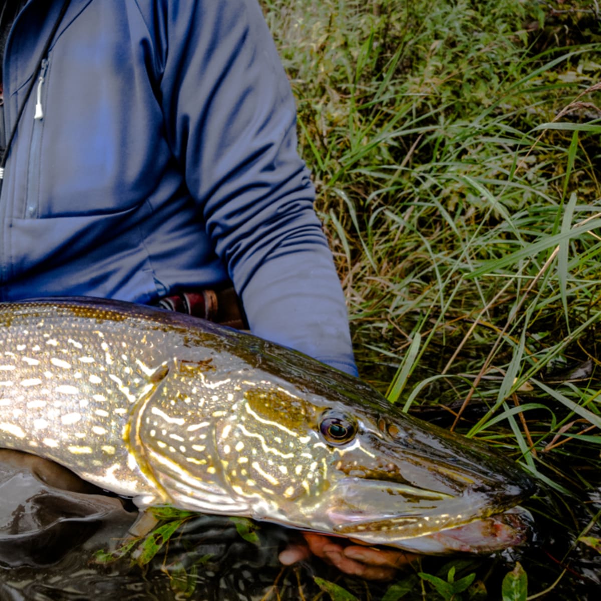 Fly Fishing for Monsters - Catching Big Pike on a Fly Rod. - Men's Journal