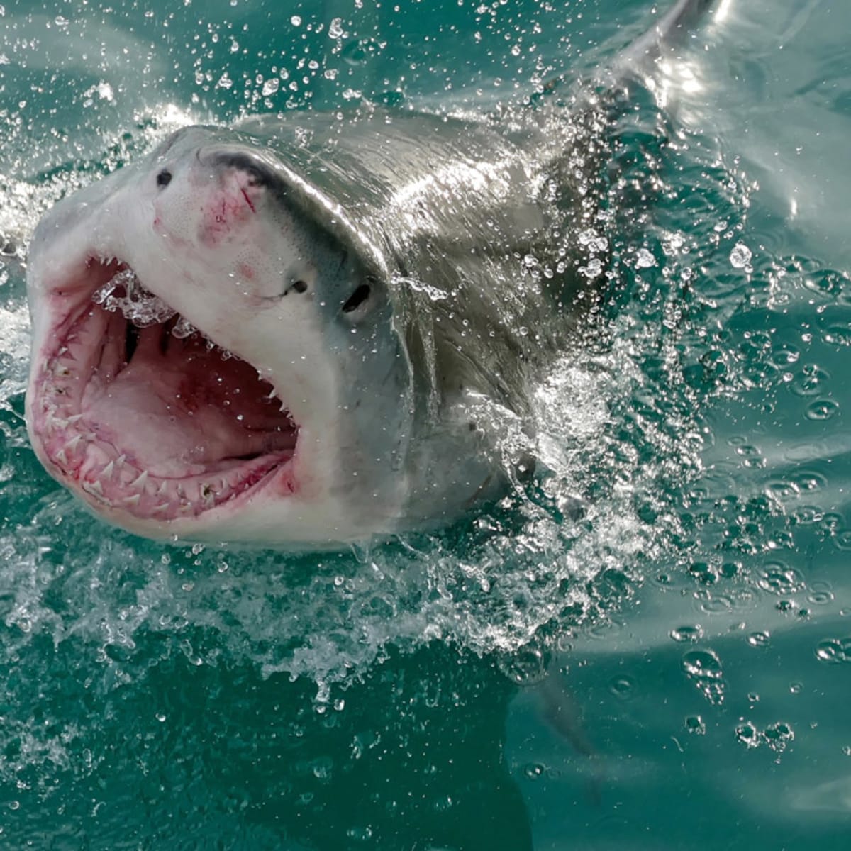 Sharks attack the App Store! Run for your lives!