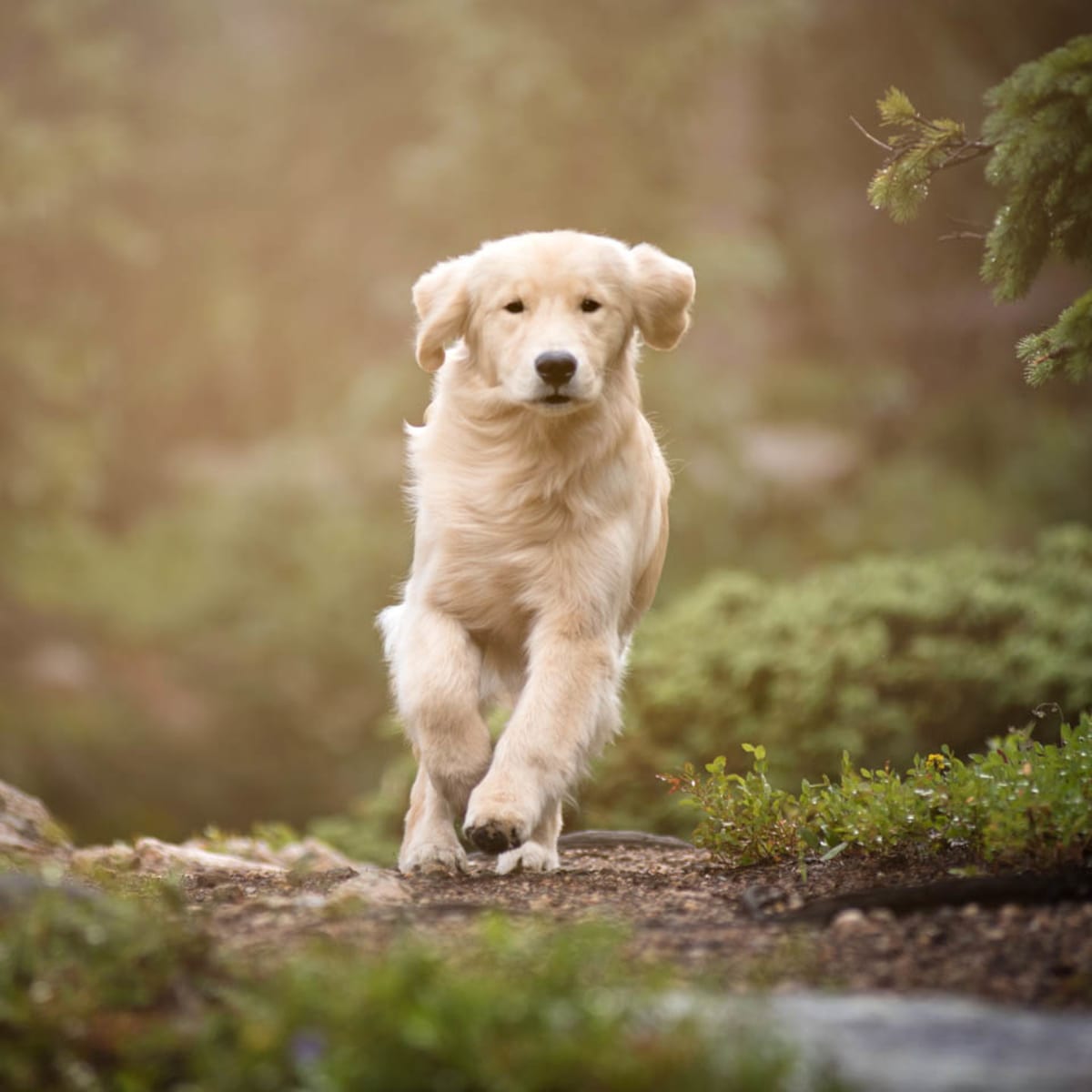 A Guide to Working Out With Your Dog