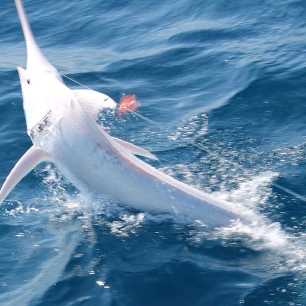 Grand Slam Ring (Blue Marlin Shown)