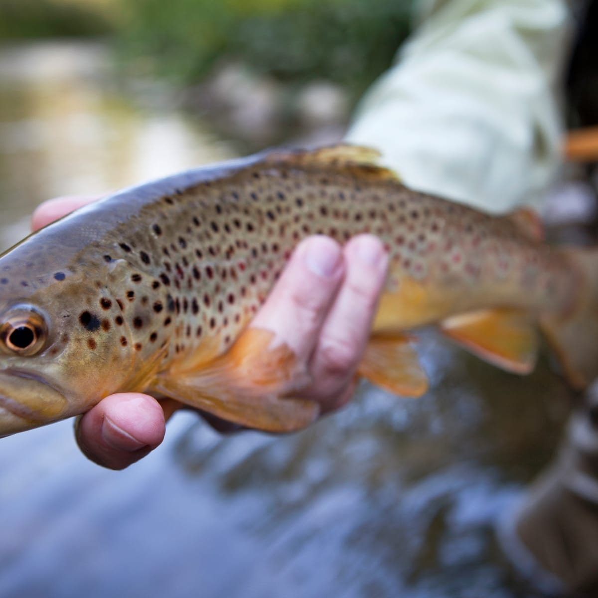5 Essential Rules for Late-Summer Fly-fishing - Men's Journal