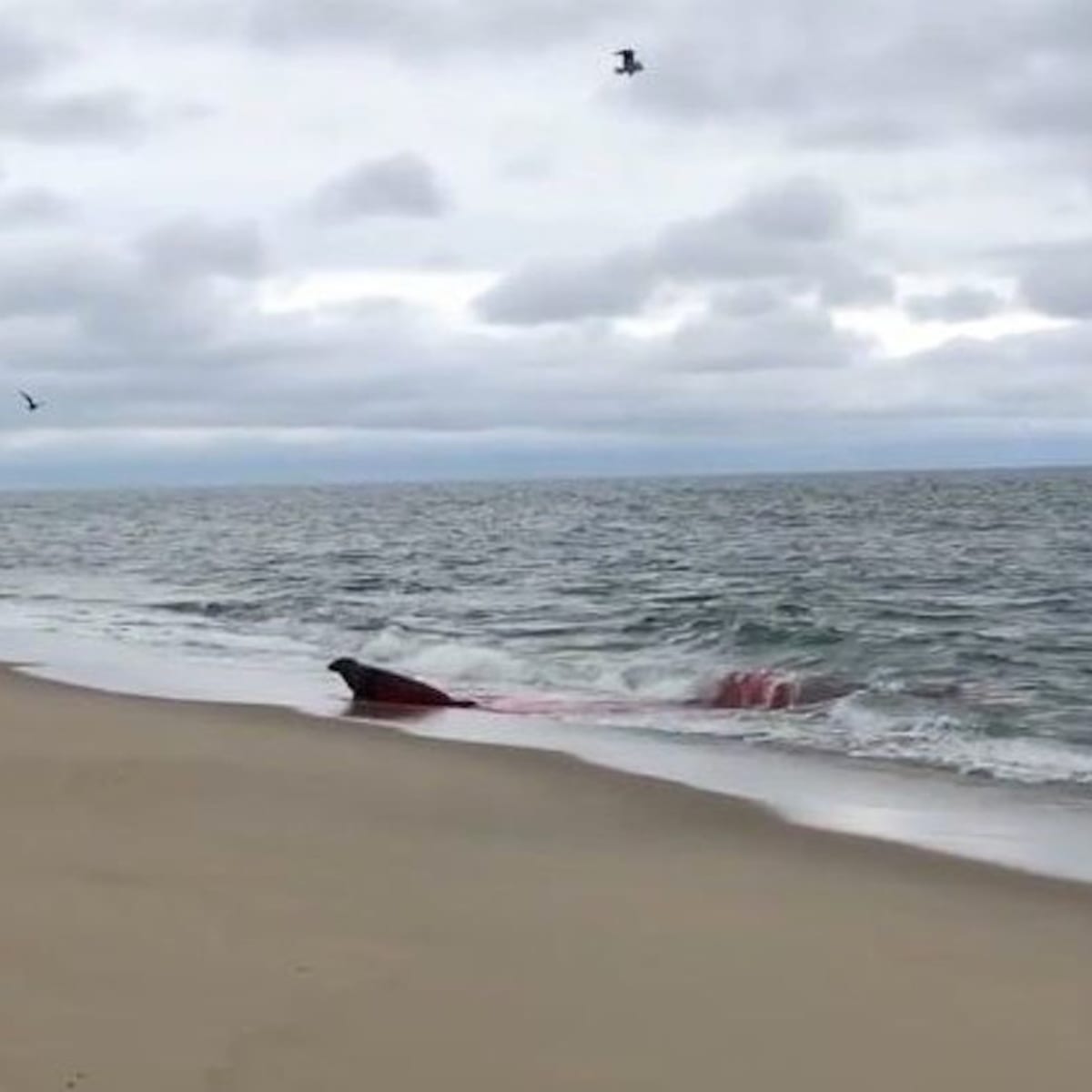 Video: Great White Shark Attacks Juvenile Seal Off Cape Cod - Men's Journal