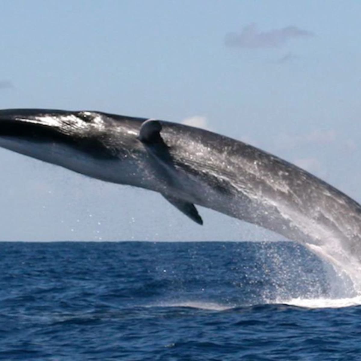 Fin Whale, Species