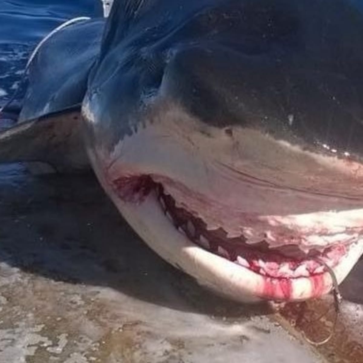 2 Western Australia fisherman catch giant tiger shark and share amazing  photos