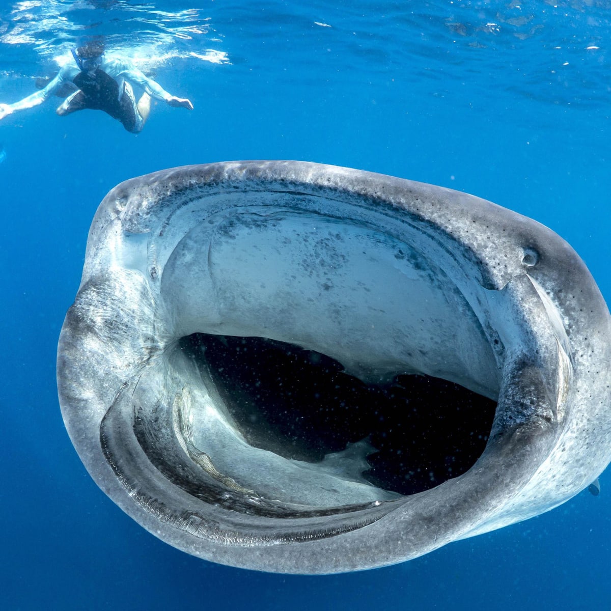 whale shark diver