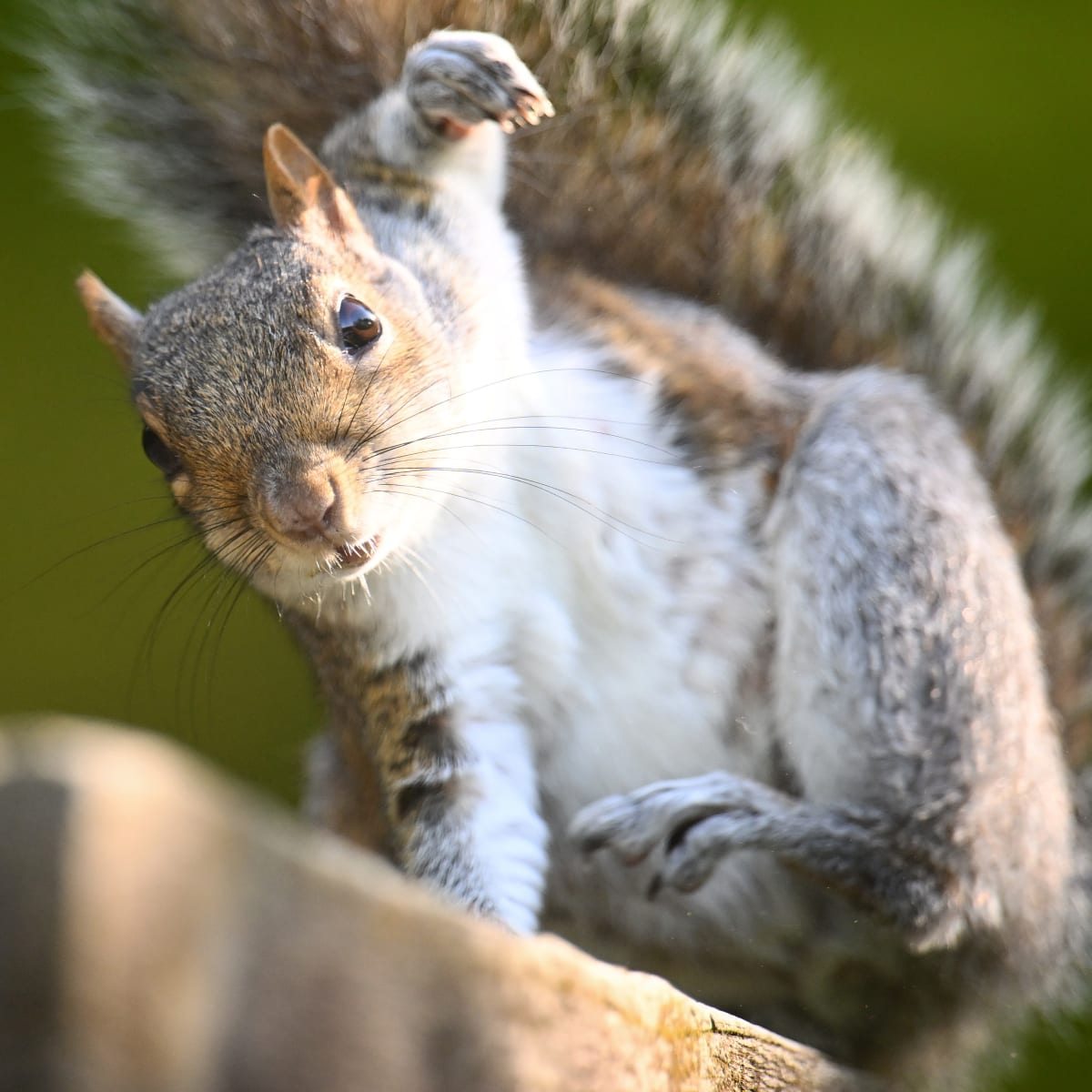 Yankees fans startled by squirrel in the outfield - AS USA