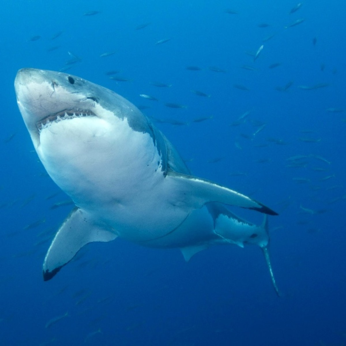 Great White Shark on a Fly - The FlyFish Journal