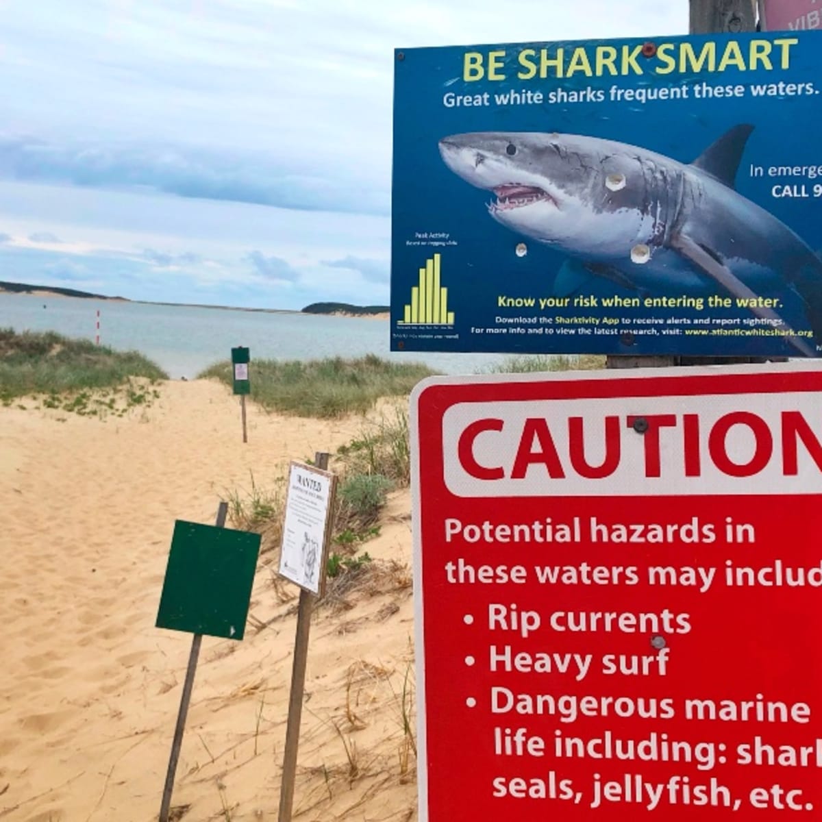 Swimming Banned at Nantucket Beach Amid Shark Attacks on Seals