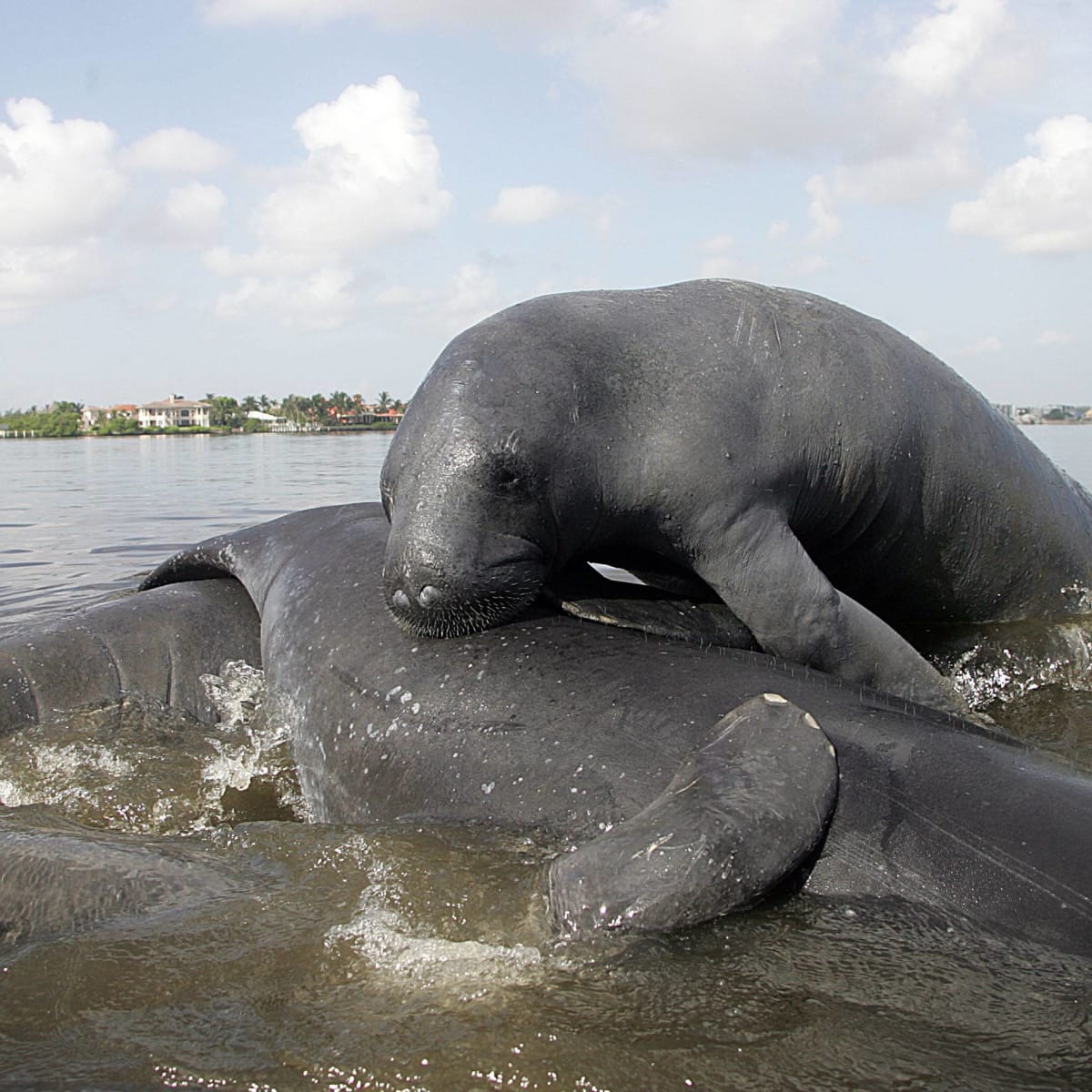 Florida Sheriffs Department Begs Citizens to Stop Calling 911 About Manatee picture