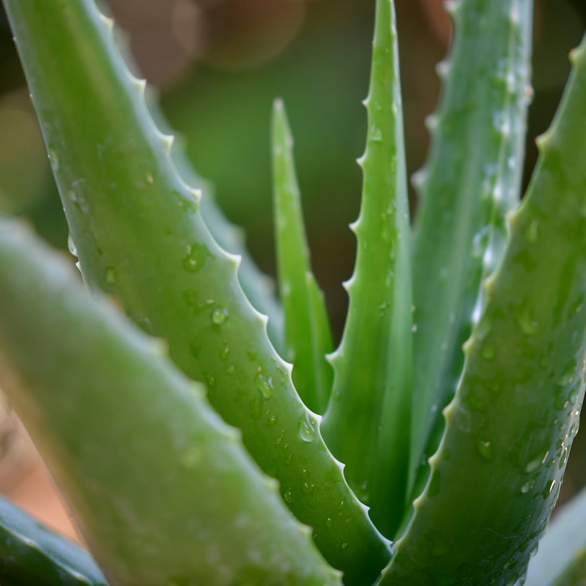 8 Potential Health Benefits of Aloe Vera