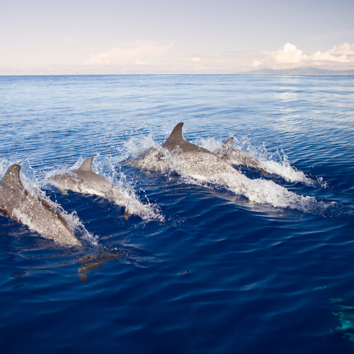 Dolphin Stampede in Southern California